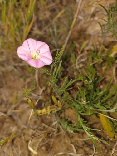 Convolvulus angustissimus (Blushing Bindweed) (alternate view 2)