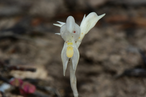 Pterostylis (Greenhoods)