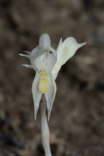 Pterostylis (Greenhoods) (alternate view 2)