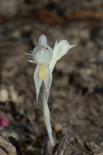 Pterostylis (Greenhoods) (alternate view 3)