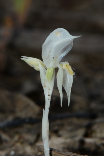 Pterostylis (Greenhoods) (alternate view 4)