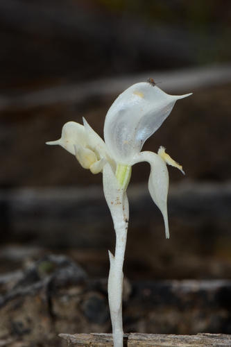 Pterostylis (Greenhoods) (alternate view 5)