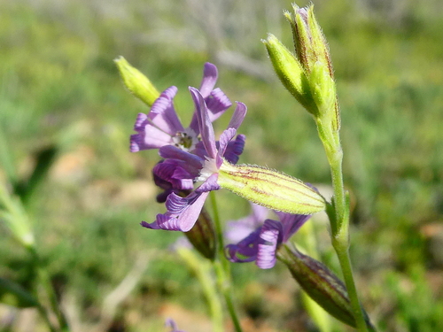 Silene nocturna (night-flowering catchfly) (alternate view 2)