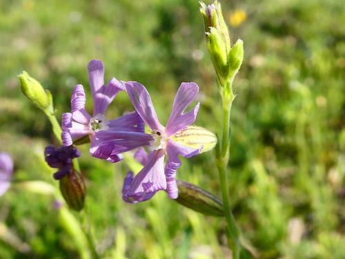 Silene nocturna (night-flowering catchfly) (alternate view 3)