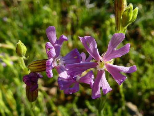 Silene nocturna (night-flowering catchfly)