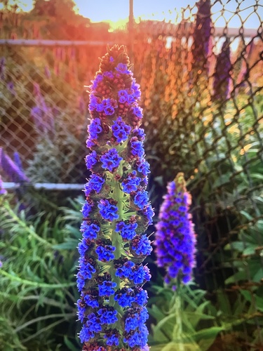 Echium candicans (Pride of Madeira) (alternate view 4)