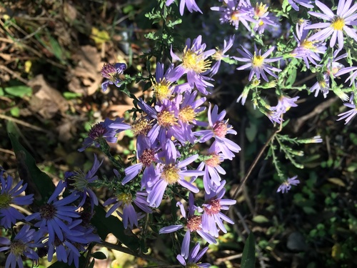 Symphyotrichum shortii (Short's aster)