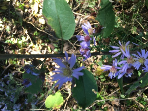 Symphyotrichum shortii (Short's aster) (alternate view 2)