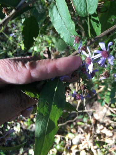 Symphyotrichum shortii (Short's aster) (alternate view 4)
