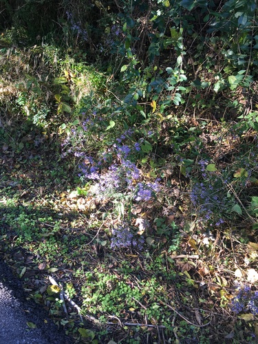 Symphyotrichum shortii (Short's aster) (alternate view 5)