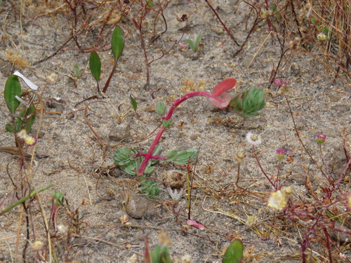 Lythrum hyssopifolia (Hyssop Loosestrife) (alternate view 8)