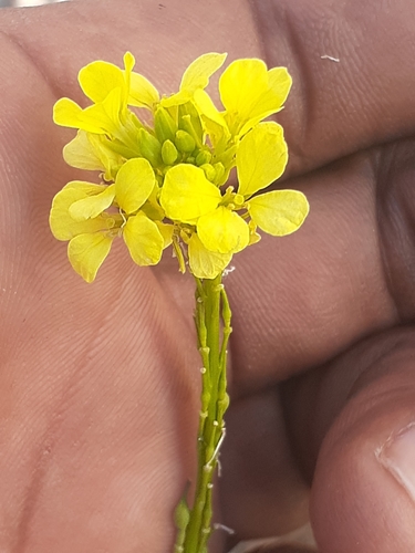 Rapistrum rugosum (annual bastard cabbage) (alternate view 2)