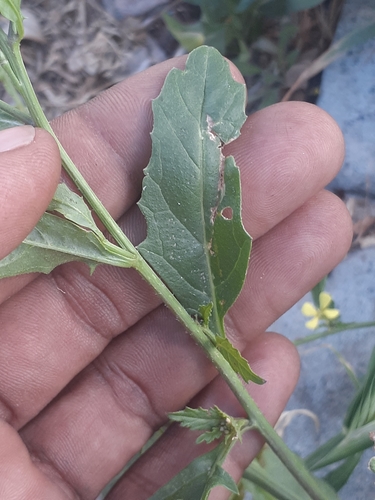 Rapistrum rugosum (annual bastard cabbage) (alternate view 3)