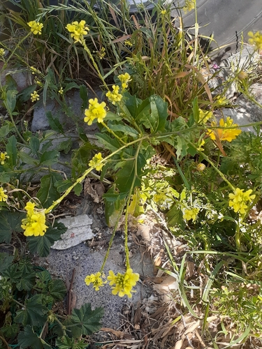 Rapistrum rugosum (annual bastard cabbage) (alternate view 4)