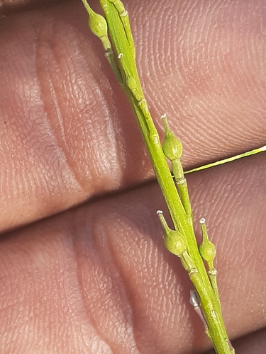 Rapistrum rugosum (annual bastard cabbage) (alternate view 5)