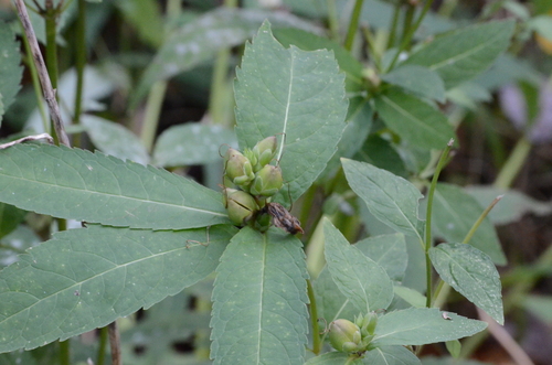Chelone glabra (White Turtlehead)