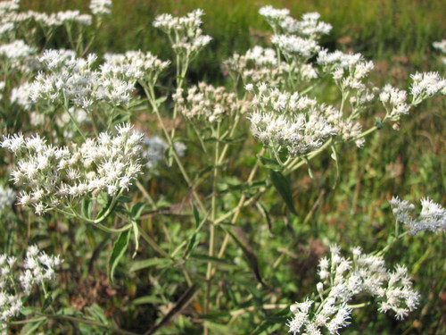 Eupatorium (bonesets) (alternate view 7)
