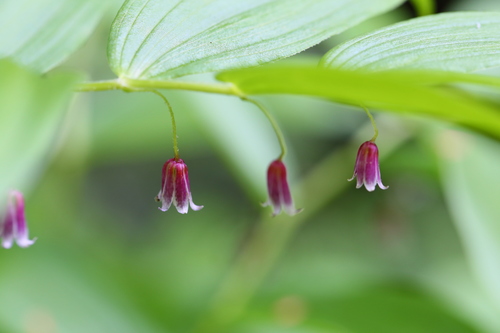 Streptopus lanceolatus (rose twisted-stalk) (alternate view 6)