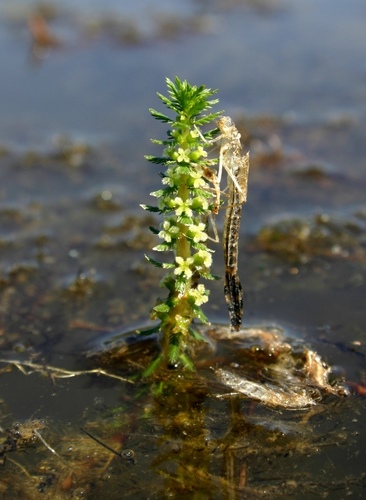 Myriophyllum (Milfoils) (alternate view 3)