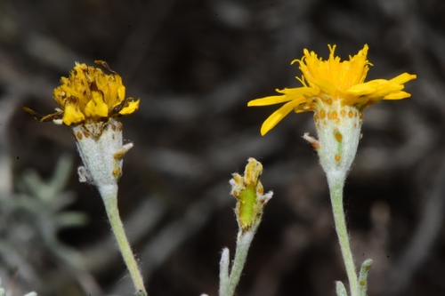 Thymophylla (Pricklyleaves) (alternate view 7)