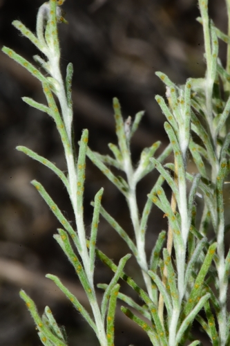 Thymophylla (Pricklyleaves) (alternate view 8)