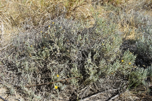 Thymophylla (Pricklyleaves) (alternate view 11)