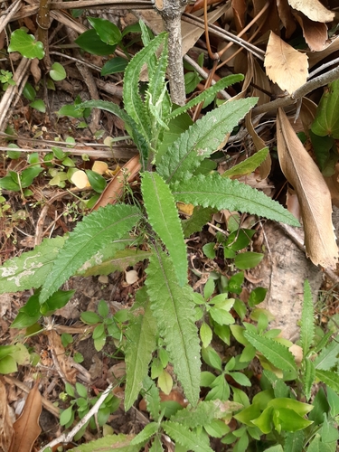 Senecio minimus (coastal burnweed) (alternate view 5)