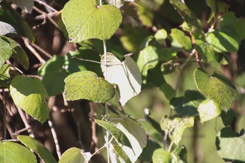 Vitis mustangensis (mustang grape) (alternate view 5)