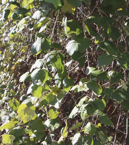 Vitis mustangensis (mustang grape) (alternate view 4)