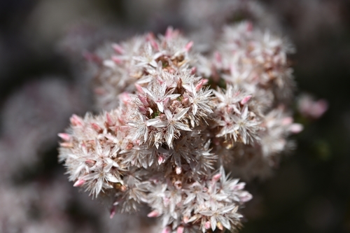 Calytrix tetragona (Fringe Myrtle) (alternate view 10)