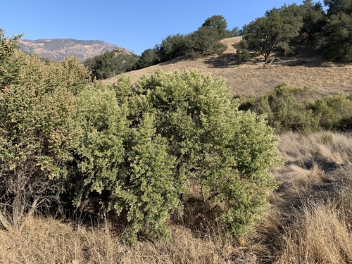 Baccharis pilularis (Coyote Brush)