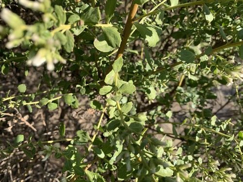 Baccharis pilularis (Coyote Brush) (alternate view 2)