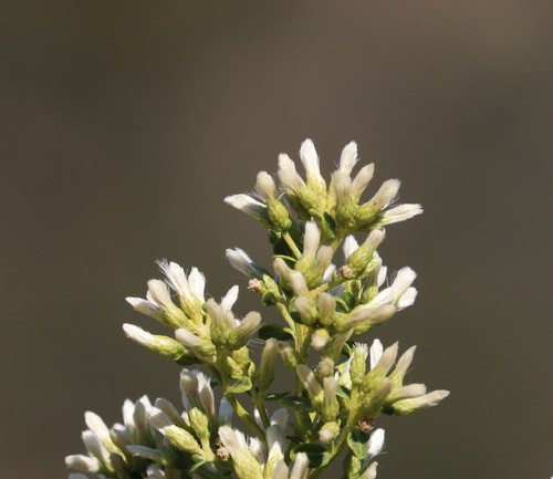 Baccharis pilularis (Coyote Brush) (alternate view 3)