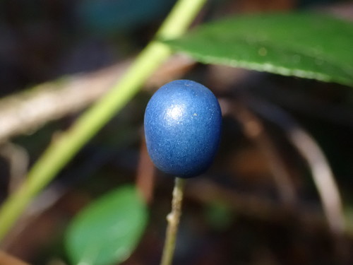 Clintonia uniflora (bead lily)