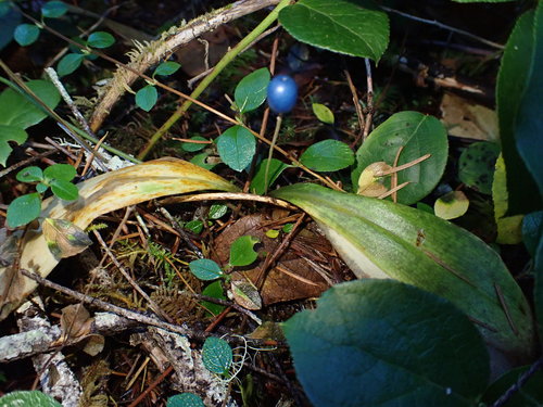 Clintonia uniflora (bead lily) (alternate view 2)