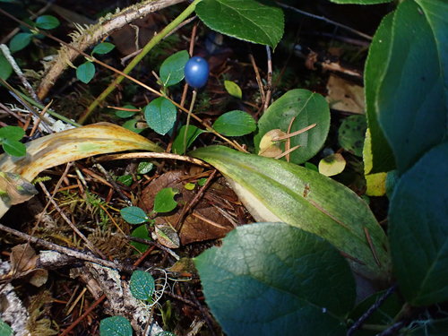 Clintonia uniflora (bead lily) (alternate view 3)