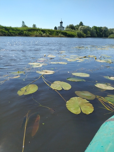 Nuphar lutea (yellow water-lily)