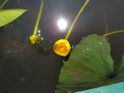 Nuphar lutea (yellow water-lily)
