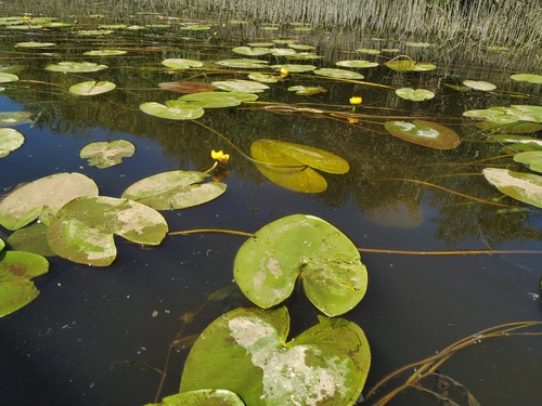 Nuphar lutea (yellow water-lily)