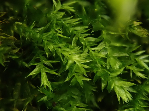 Rhynchostegium confertum (Clustered Feather-moss)