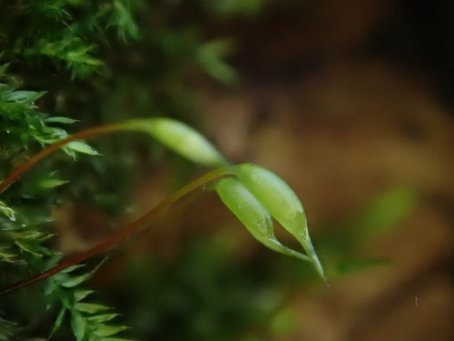 Rhynchostegium confertum (Clustered Feather-moss)