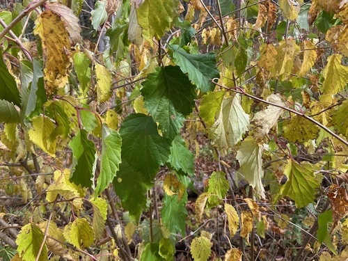 Viburnum recognitum (northern arrowwood) (alternate view 5)
