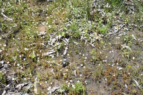 Mitrasacme polymorpha (Mitre Weed) (alternate view 10)