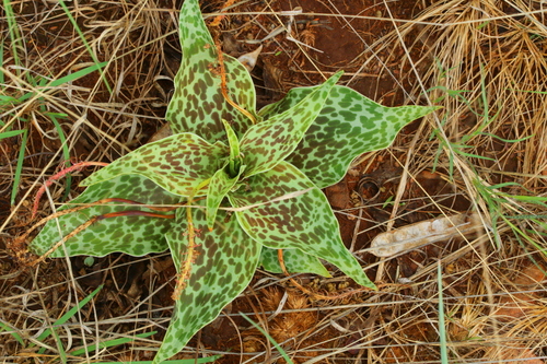 Ledebouria (alternate view 5)