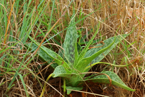 Ledebouria (alternate view 6)