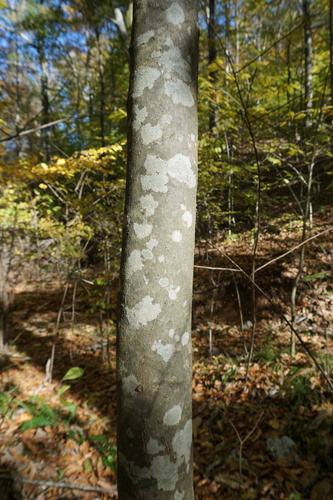 Cladrastis kentukea (American Yellowwood)