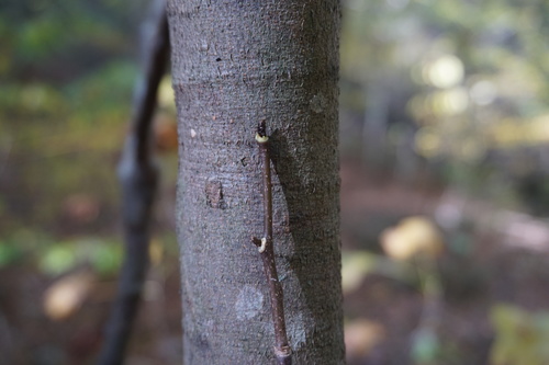 Cladrastis kentukea (American Yellowwood) (alternate view 2)