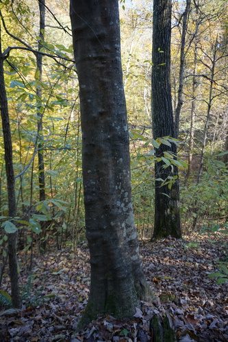 Cladrastis kentukea (American Yellowwood) (alternate view 3)
