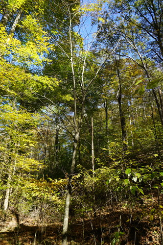 Cladrastis kentukea (American Yellowwood) (alternate view 4)