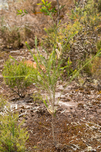 Melaleuca armillaris (Bracelet Honey-myrtle) (alternate view 7)